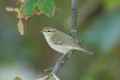 Зеленая пеночка фото (Phylloscopus trochiloides) - изображение №2397 onbird.ru.<br>Источник: www.birdingworld.co.uk